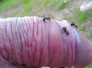 Pussy Torture By Ants