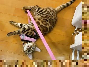 The kitty is taken to the hospital by her master ... . The rebellious kitty takes off her clothes